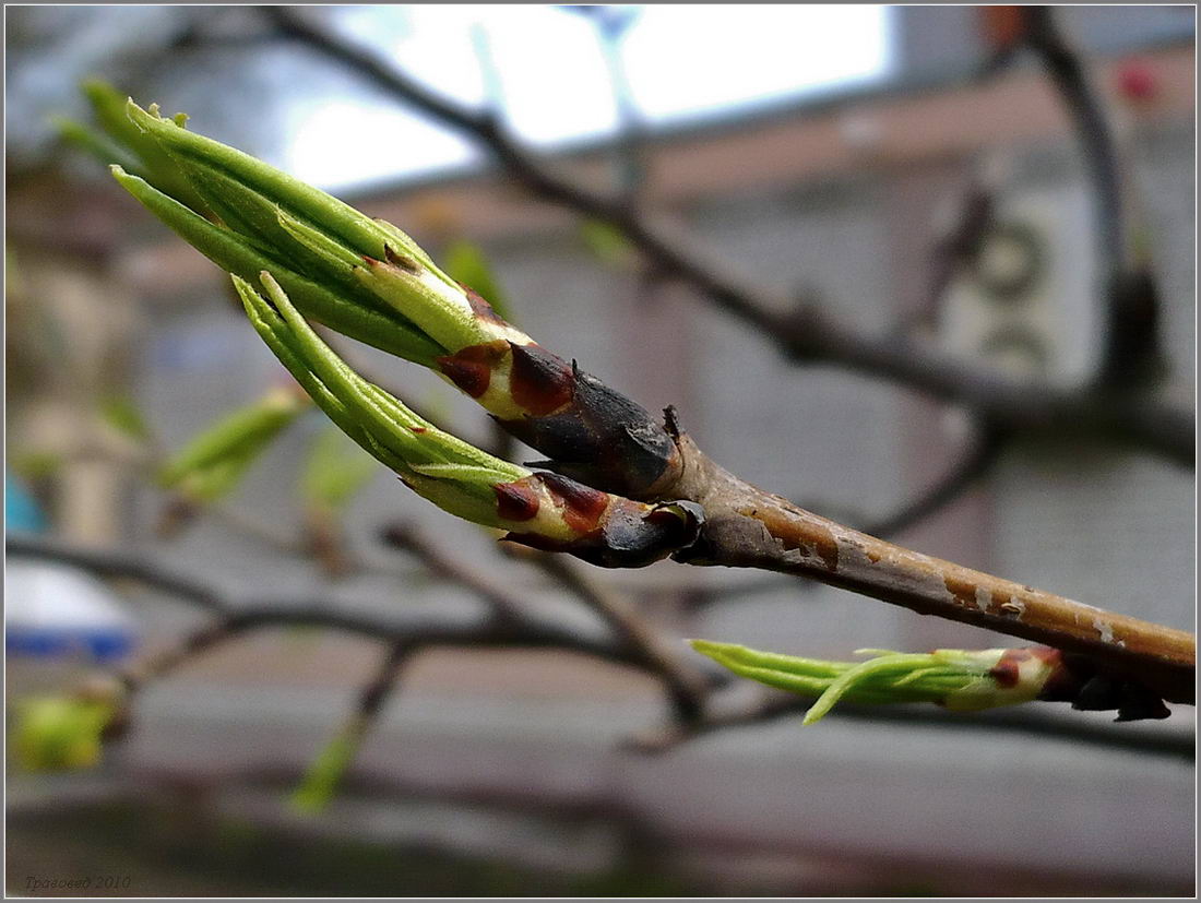 Изображение особи Pyrus ussuriensis.