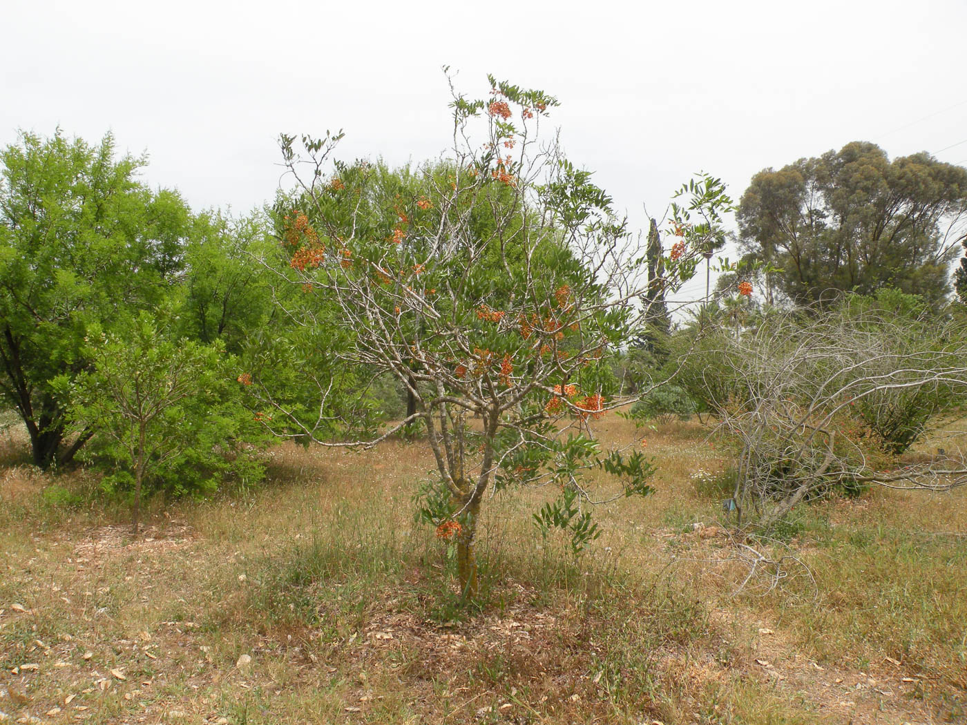 Image of Cassia brewsteri specimen.