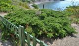 Juniperus sabina. Вегетирующее растение. Крым, Карадагская биостанция, ботанический сад. 21.06.2017.