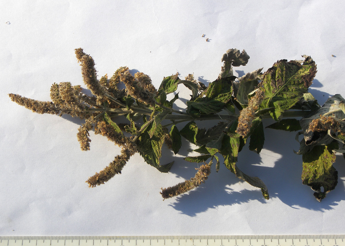 Image of Mentha longifolia specimen.