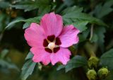 Hibiscus syriacus