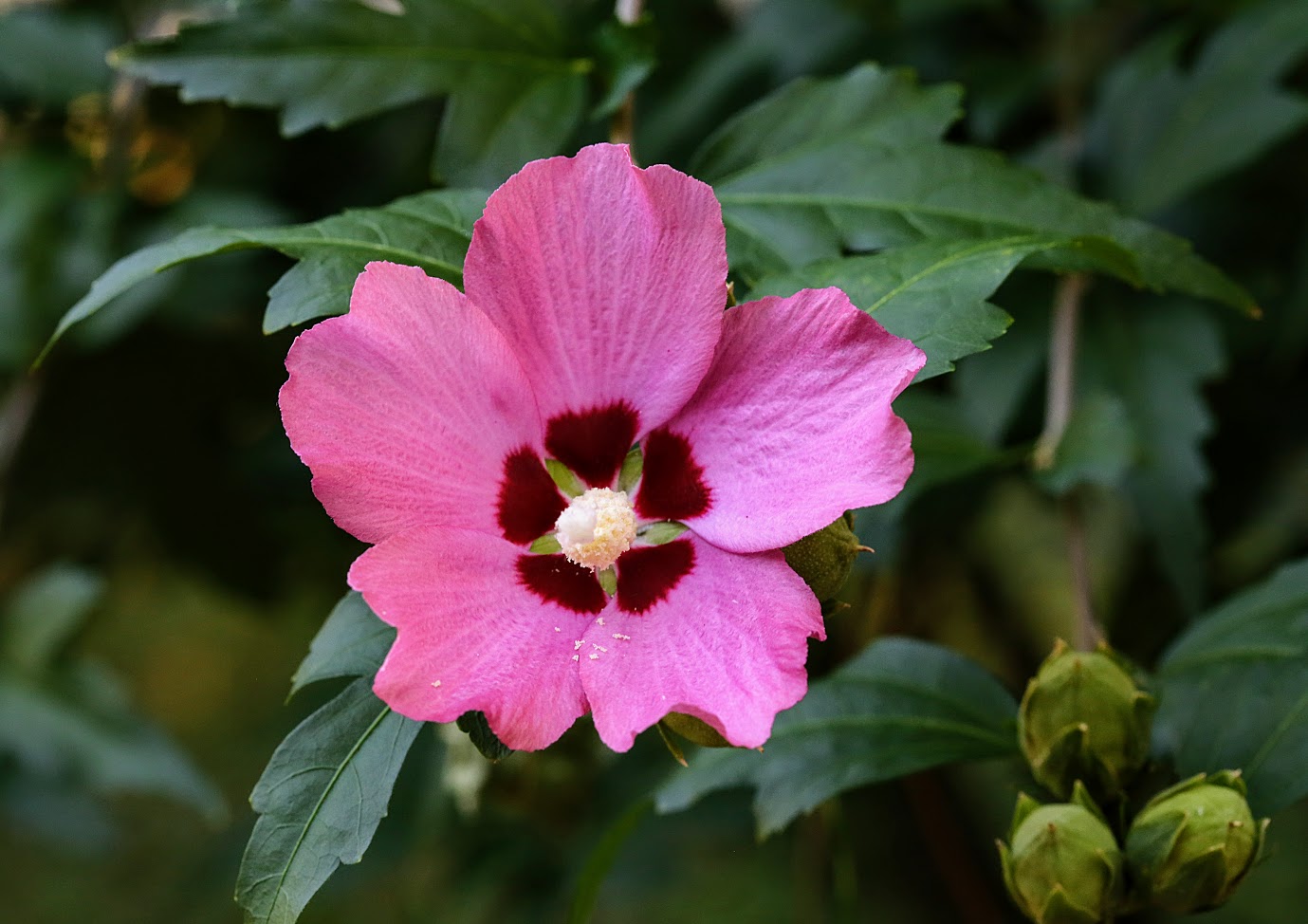 Изображение особи Hibiscus syriacus.