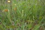 Herminium monorchis. Цветущие растения в сообществе с Pilosella officinarum(?), Carex panicea и злаками. Ленинградская обл., Волосовский р-н, суходольный разнотравно-злаковый луг с можжевельником. 16.07.2017.