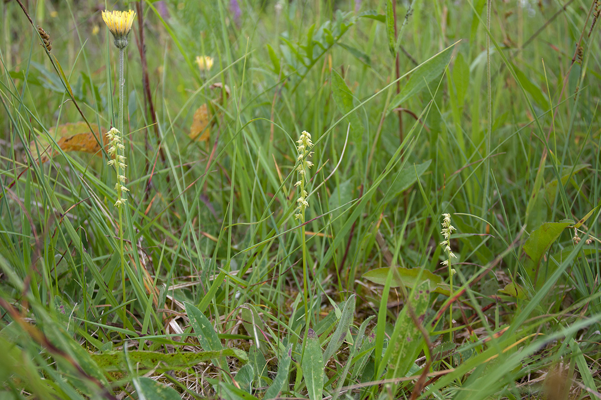 Изображение особи Herminium monorchis.