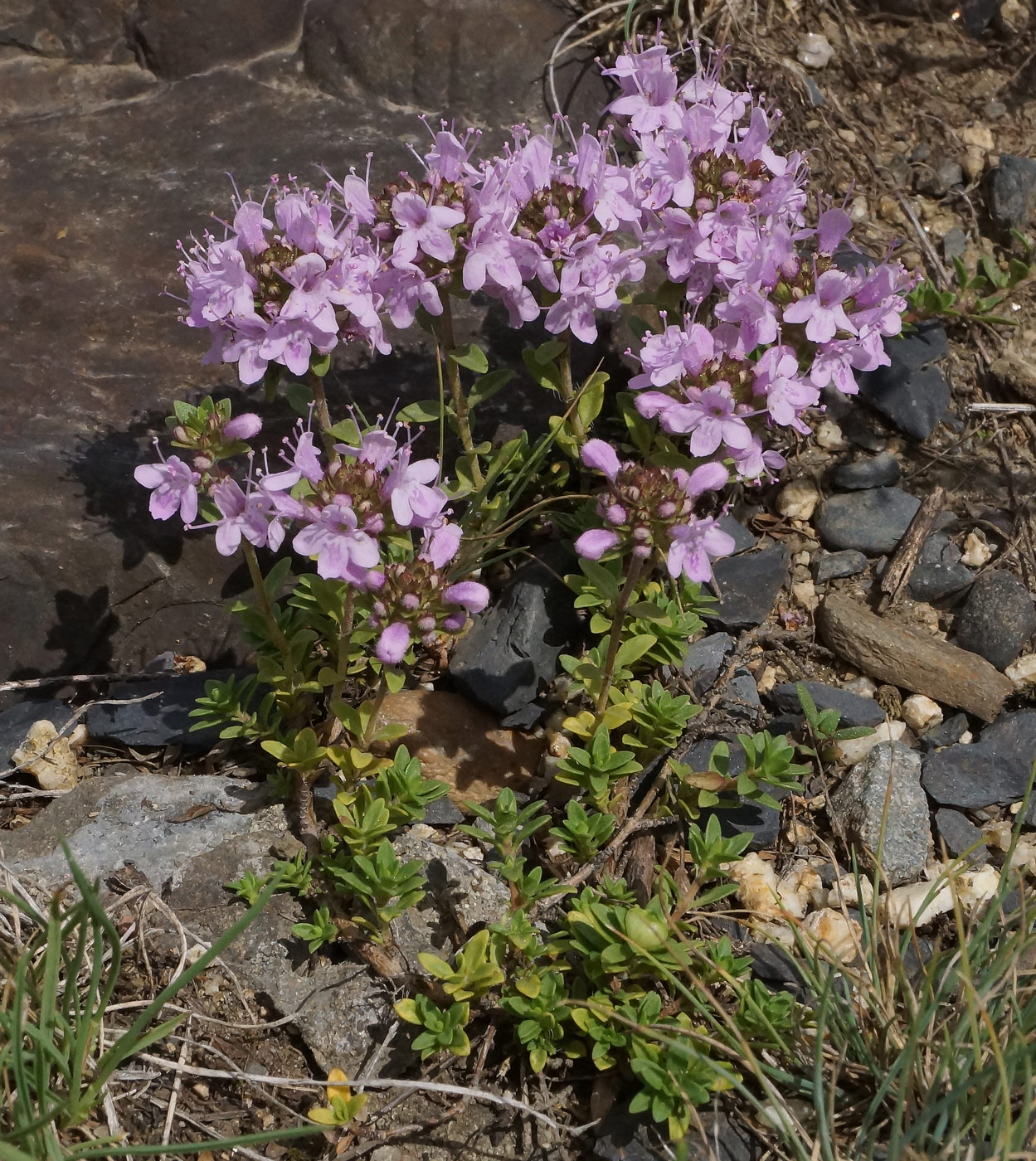 Изображение особи Thymus serpyllum.