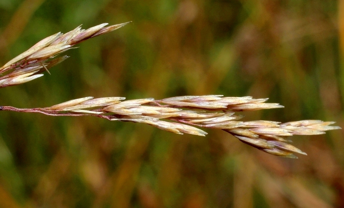 Изображение особи Deschampsia media.