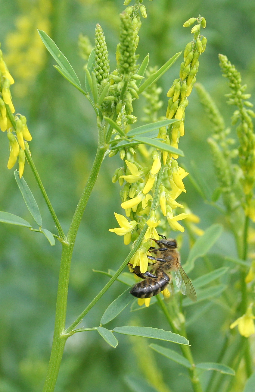 Image of Melilotus officinalis specimen.