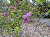 Melaleuca thymifolia. Ветвь с соцветиями. Австралия, г. Брисбен, ботанический сад. 02.12.2017.
