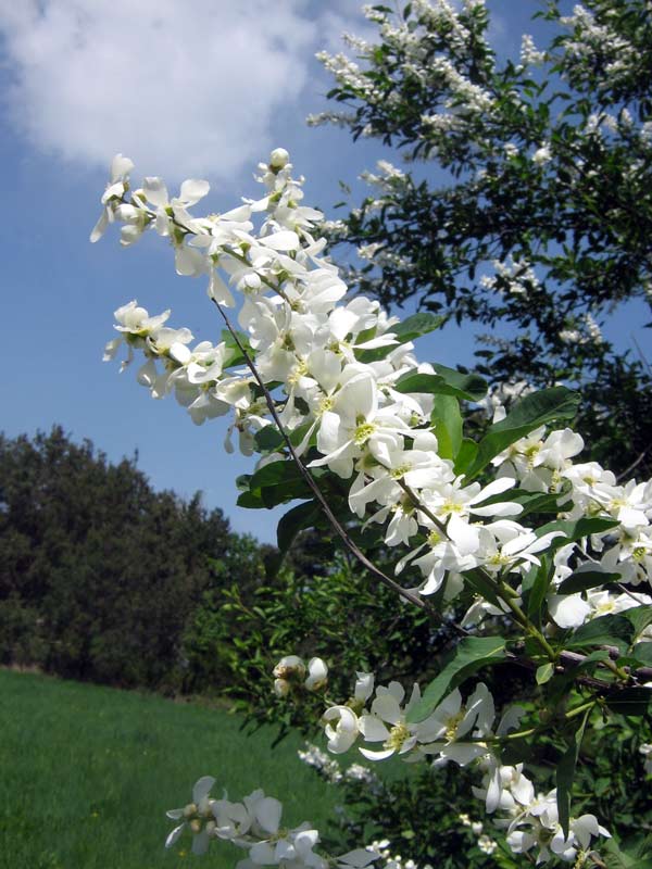 Изображение особи Exochorda tianschanica.