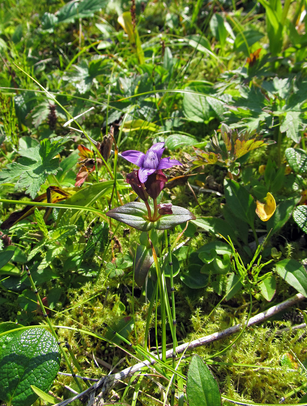 Изображение особи Gentianella auriculata.