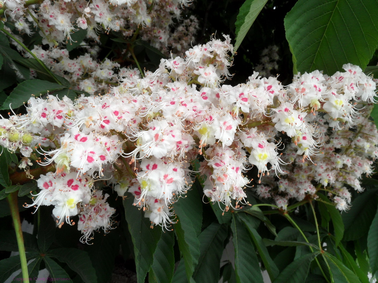 Изображение особи Aesculus hippocastanum.