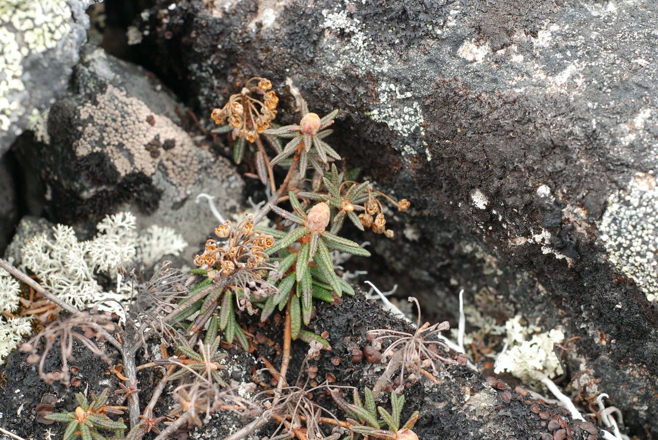 Изображение особи Ledum decumbens.