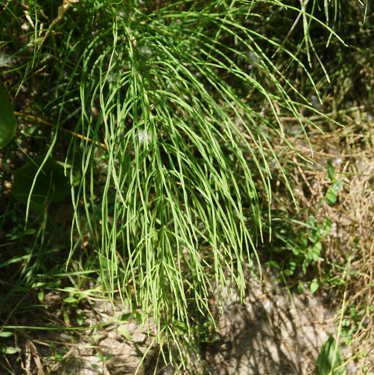 Изображение особи Equisetum arvense.