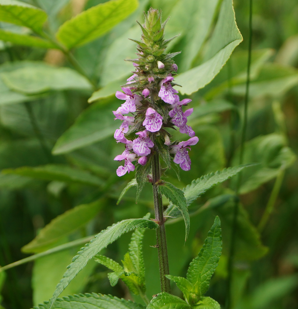 Изображение особи Stachys palustris.