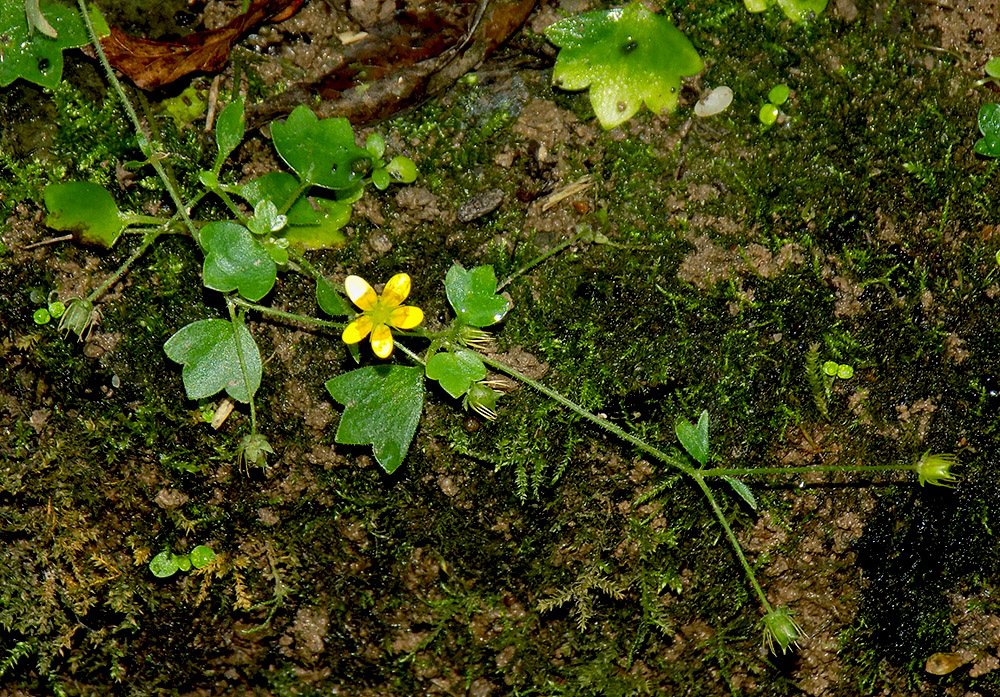 Изображение особи Saxifraga cymbalaria.