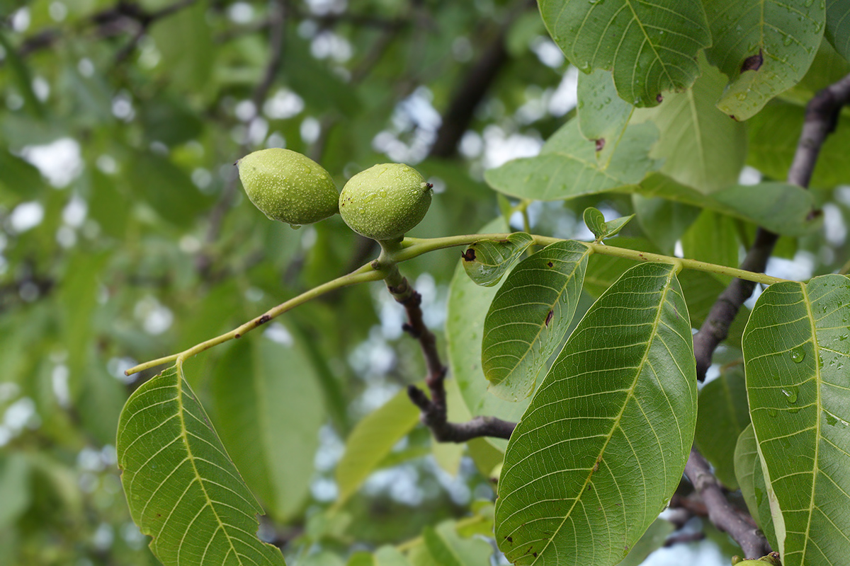 Изображение особи Juglans regia.