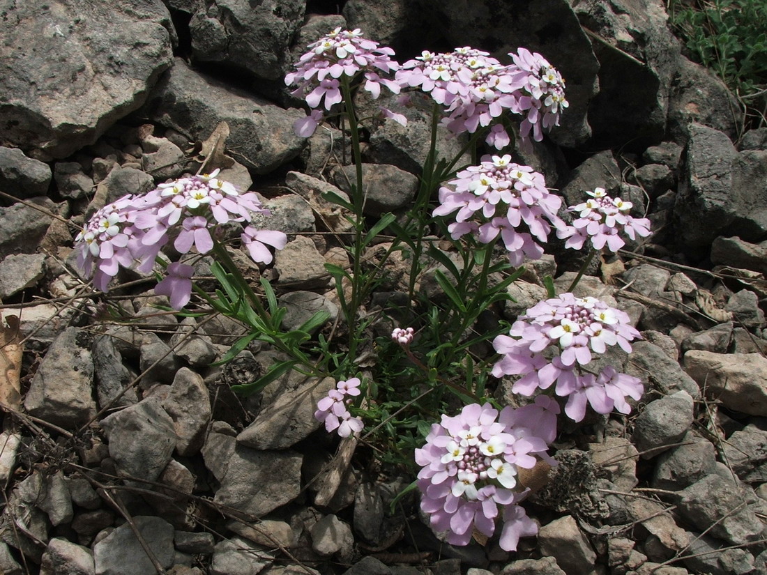 Изображение особи Iberis simplex.