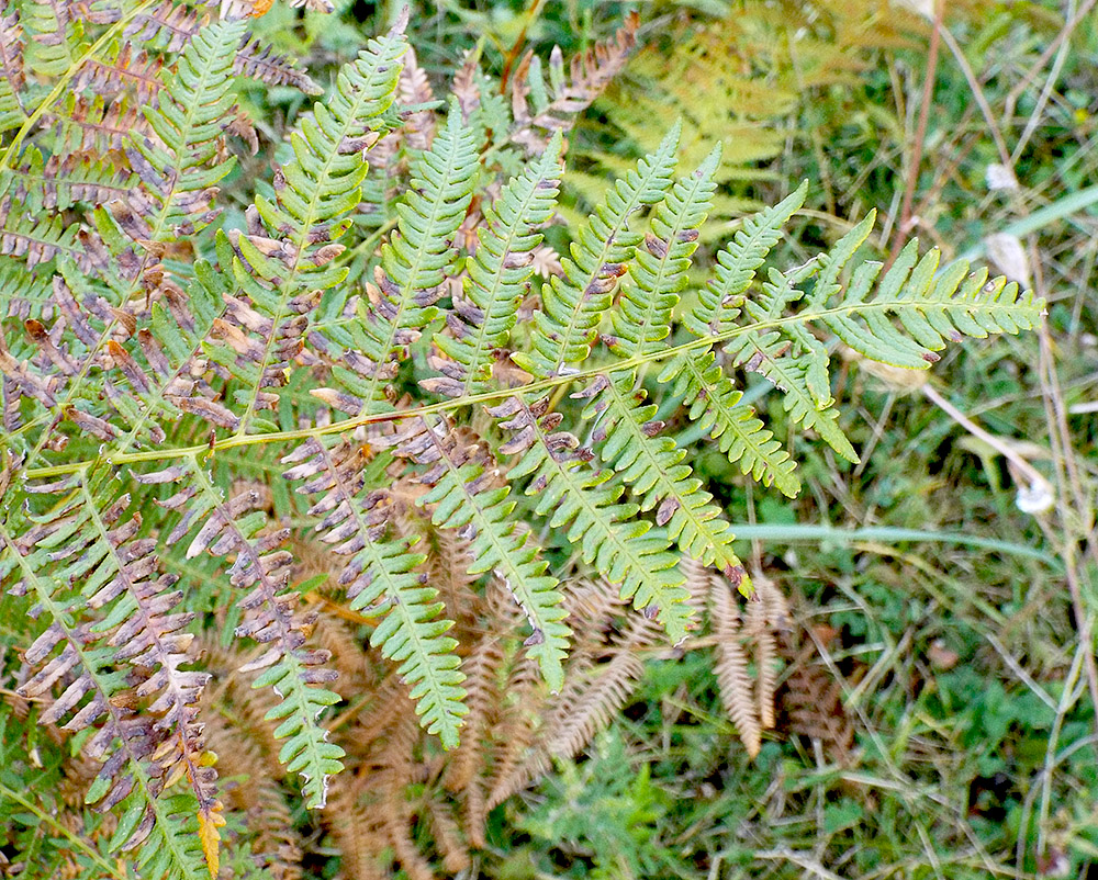 Image of Pteridium tauricum specimen.