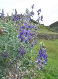 Lupinus mutabilis. Верхушки цветущих и плодоносящих побегов. Перу, регион Куско, археологический парк «Писак». 12.03.2014.