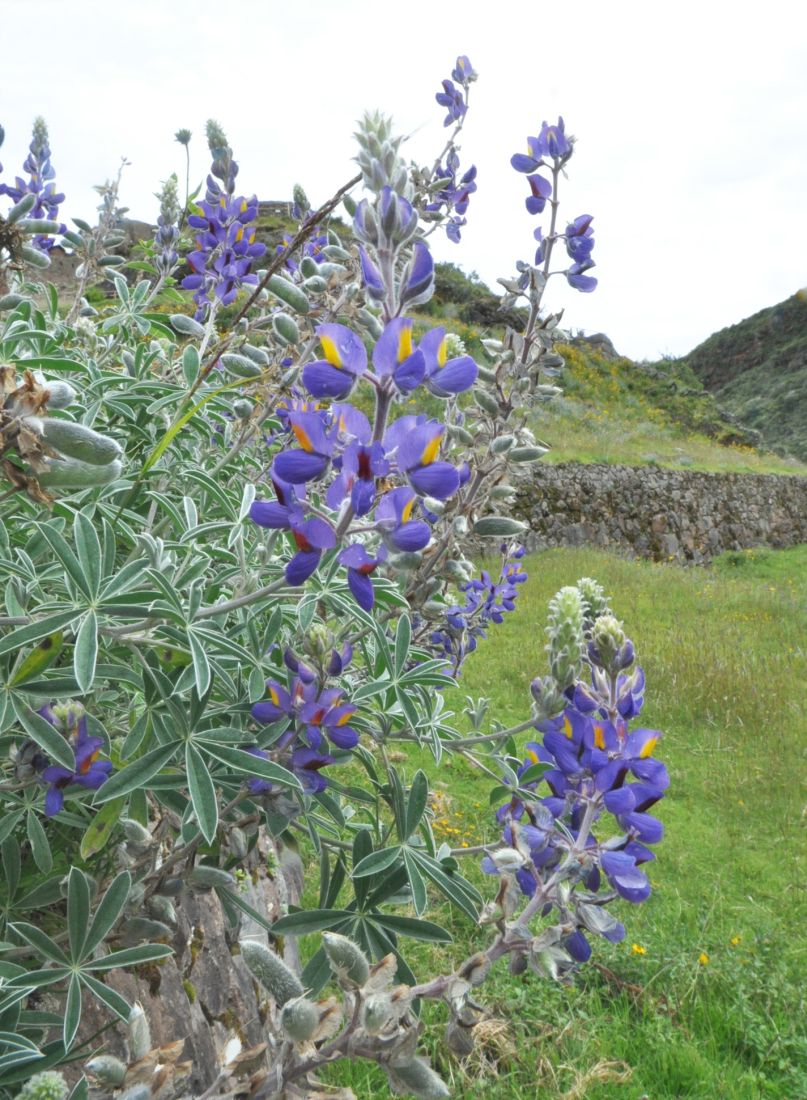 Image of Lupinus mutabilis specimen.