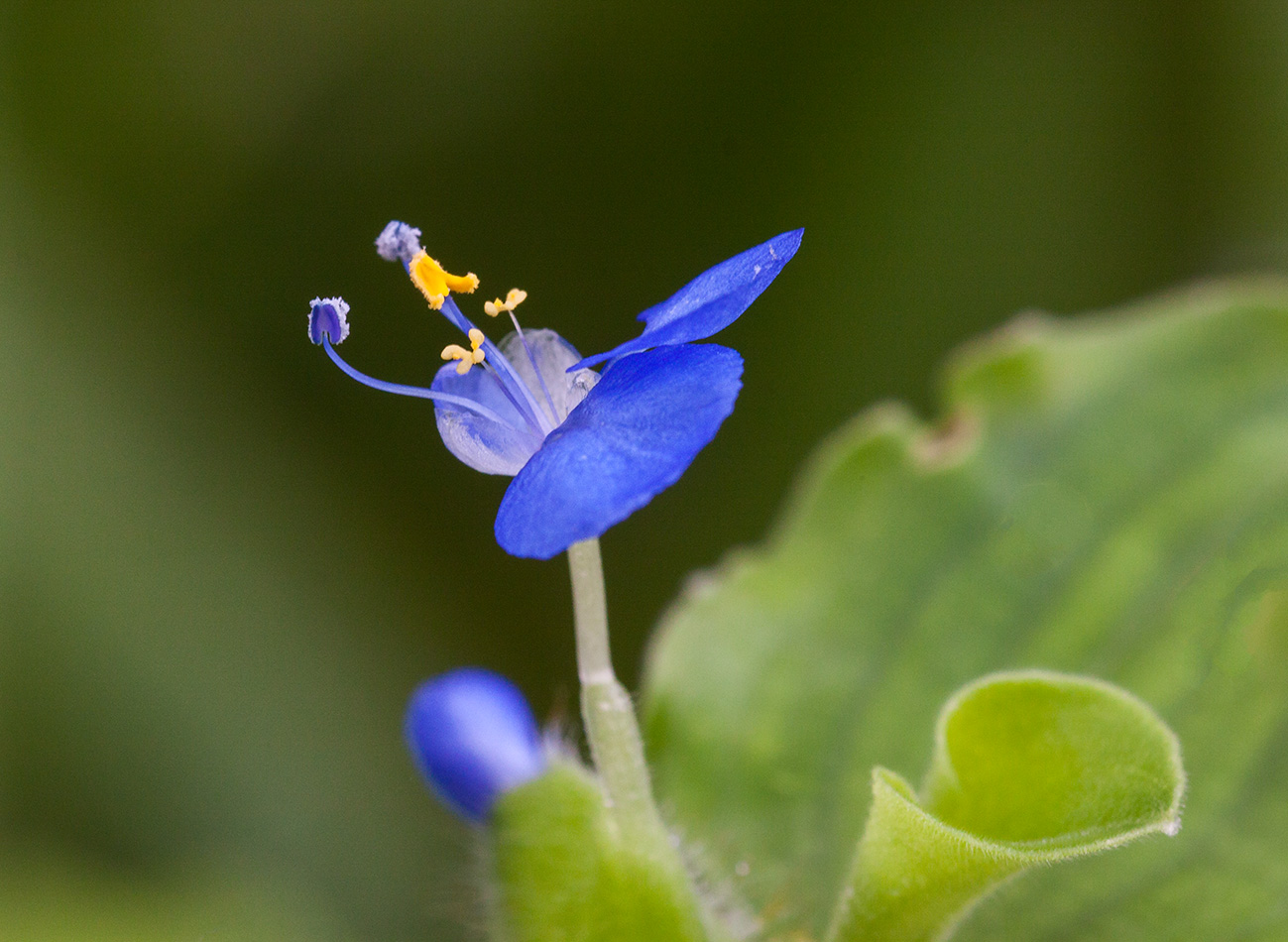 Image of genus Commelina specimen.