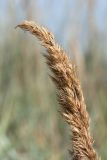 Calamagrostis meinshausenii