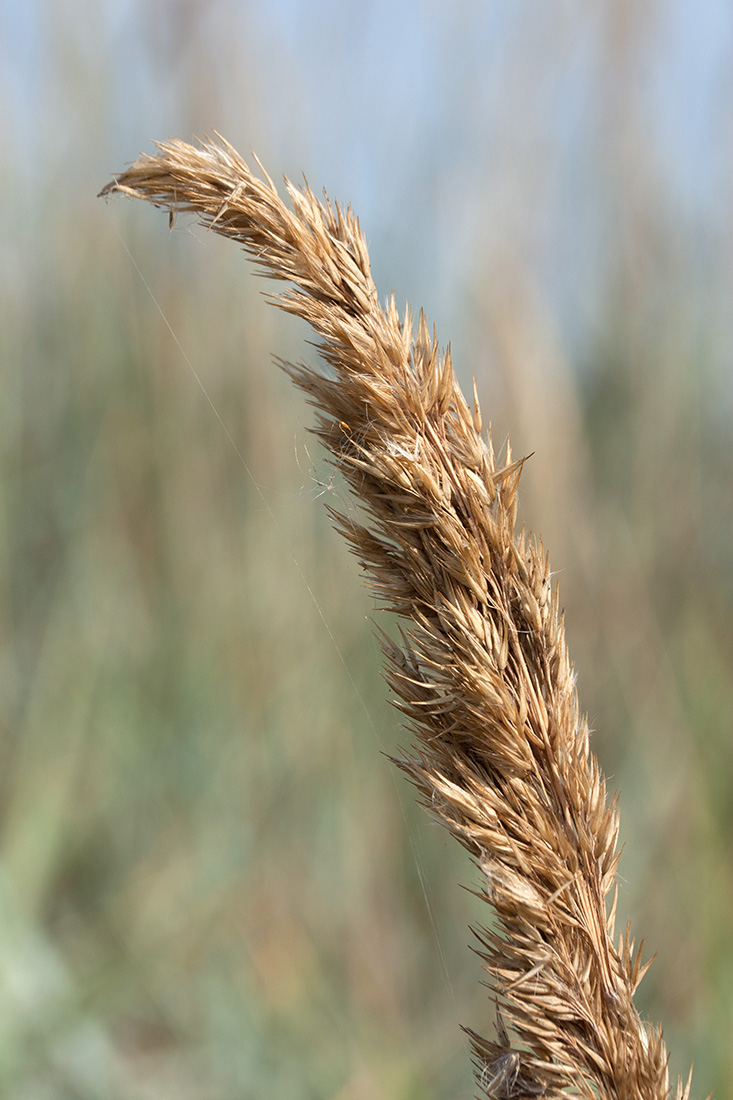 Image of Calamagrostis meinshausenii specimen.