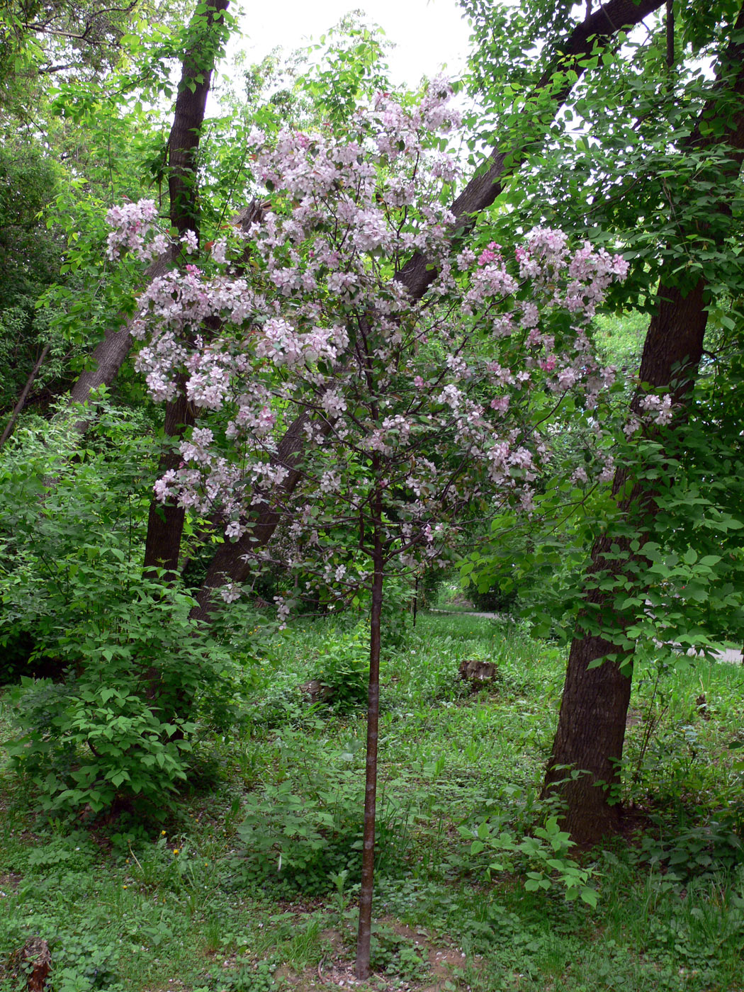 Изображение особи Malus niedzwetzkyana.