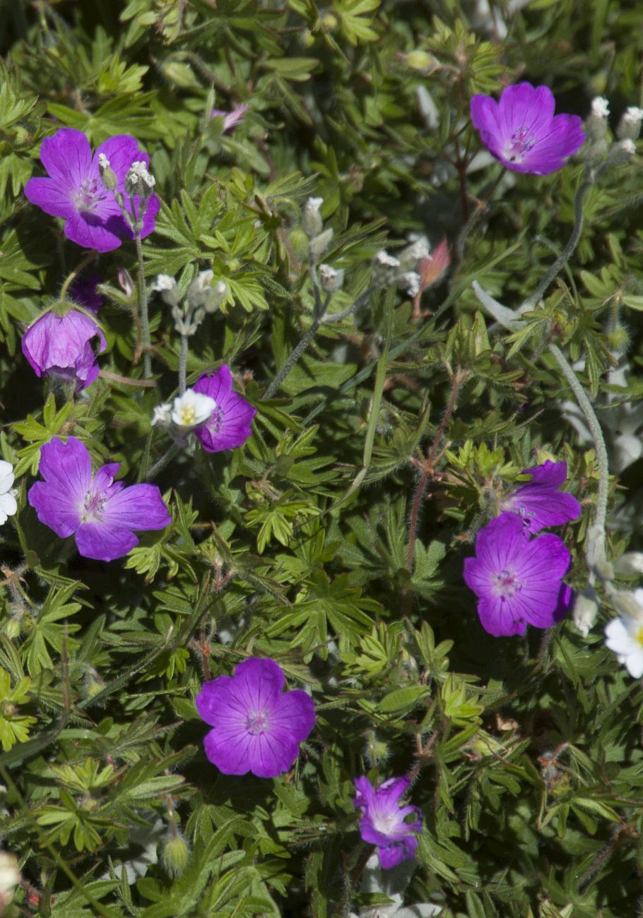 Изображение особи Geranium sanguineum.