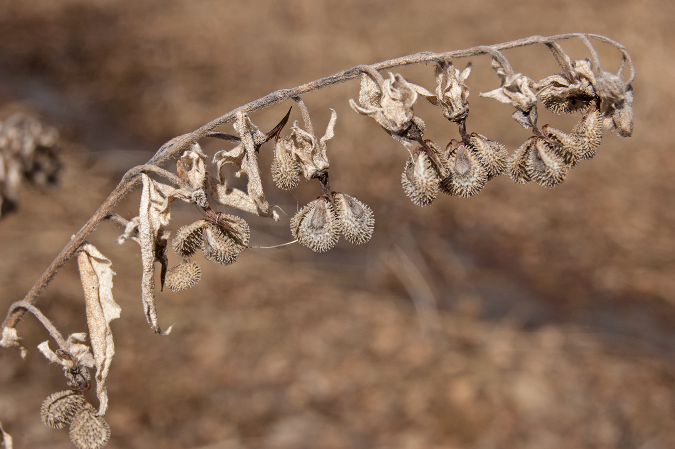 Image of Cynoglossum officinale specimen.