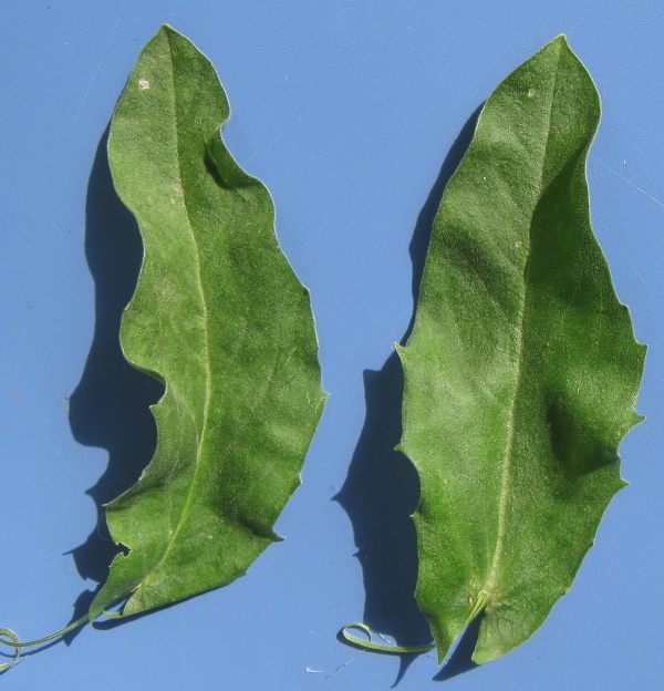Image of Cardaria draba specimen.