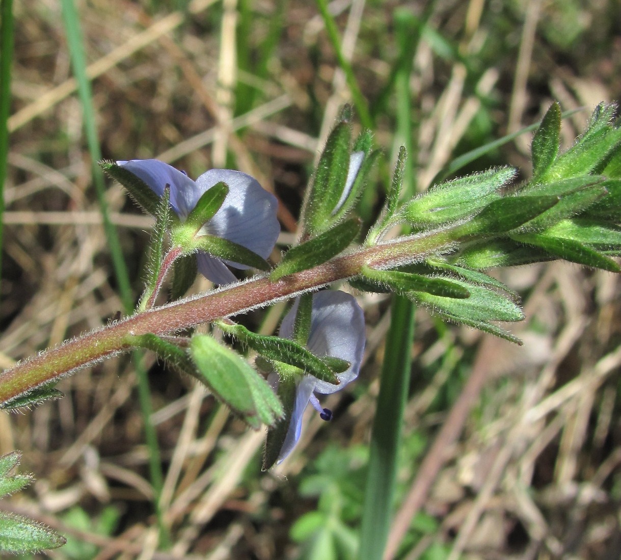 Image of Veronica chamaedrys specimen.