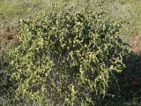 Thymelaea hirsuta