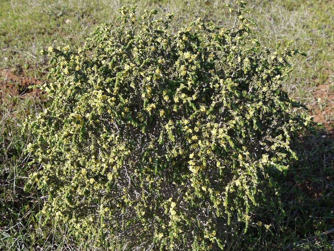 Image of Thymelaea hirsuta specimen.