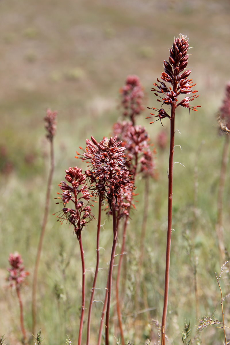 Изображение особи Eremurus cristatus.