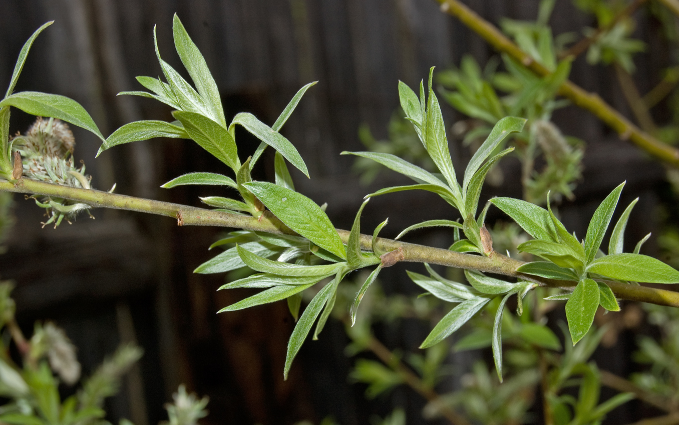 Image of Salix gmelinii specimen.