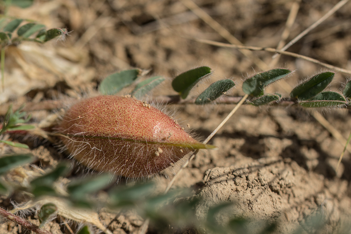 Изображение особи Astragalus henningii.