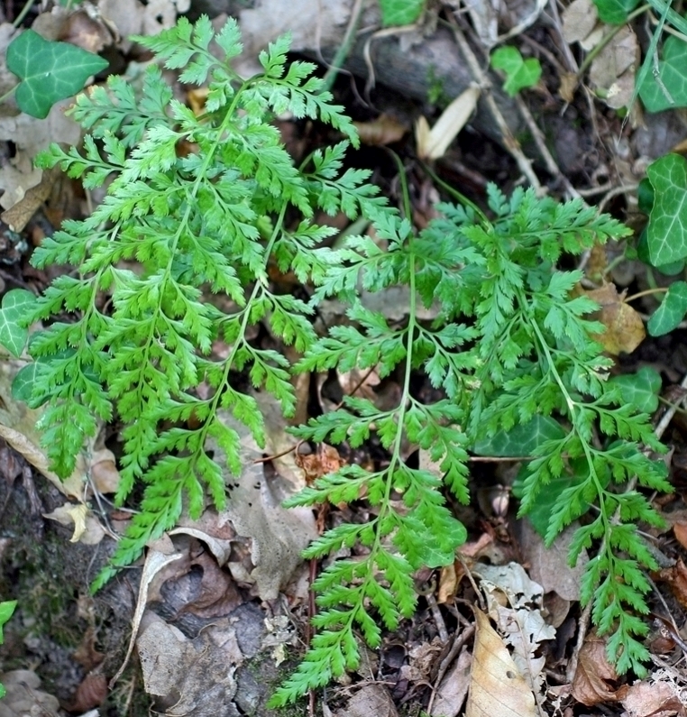 Image of Asplenium adiantum-nigrum specimen.