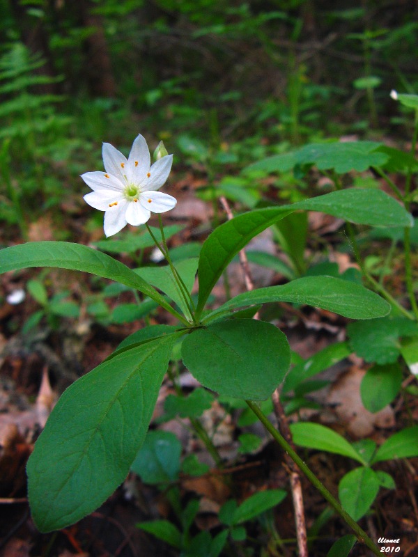 Image of Trientalis europaea specimen.