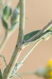 genus Tragopogon. Часть побега. Ростовская обл., Верхнедонской р-н, окр. хут. Морозовский, ур. Большие Буруны. 01.07.2018.