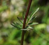 Valeriana dubia