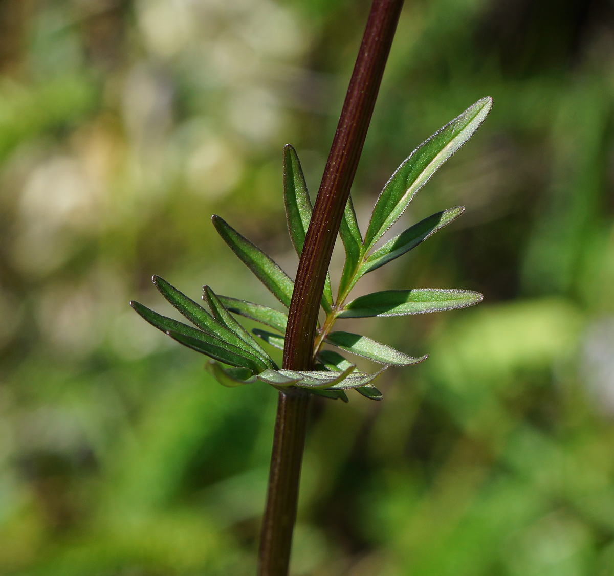 Изображение особи Valeriana dubia.