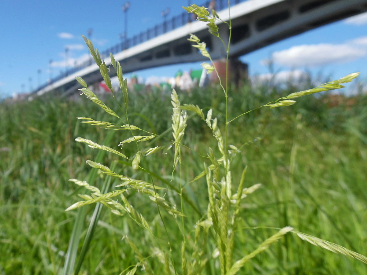 Изображение особи Leersia oryzoides.