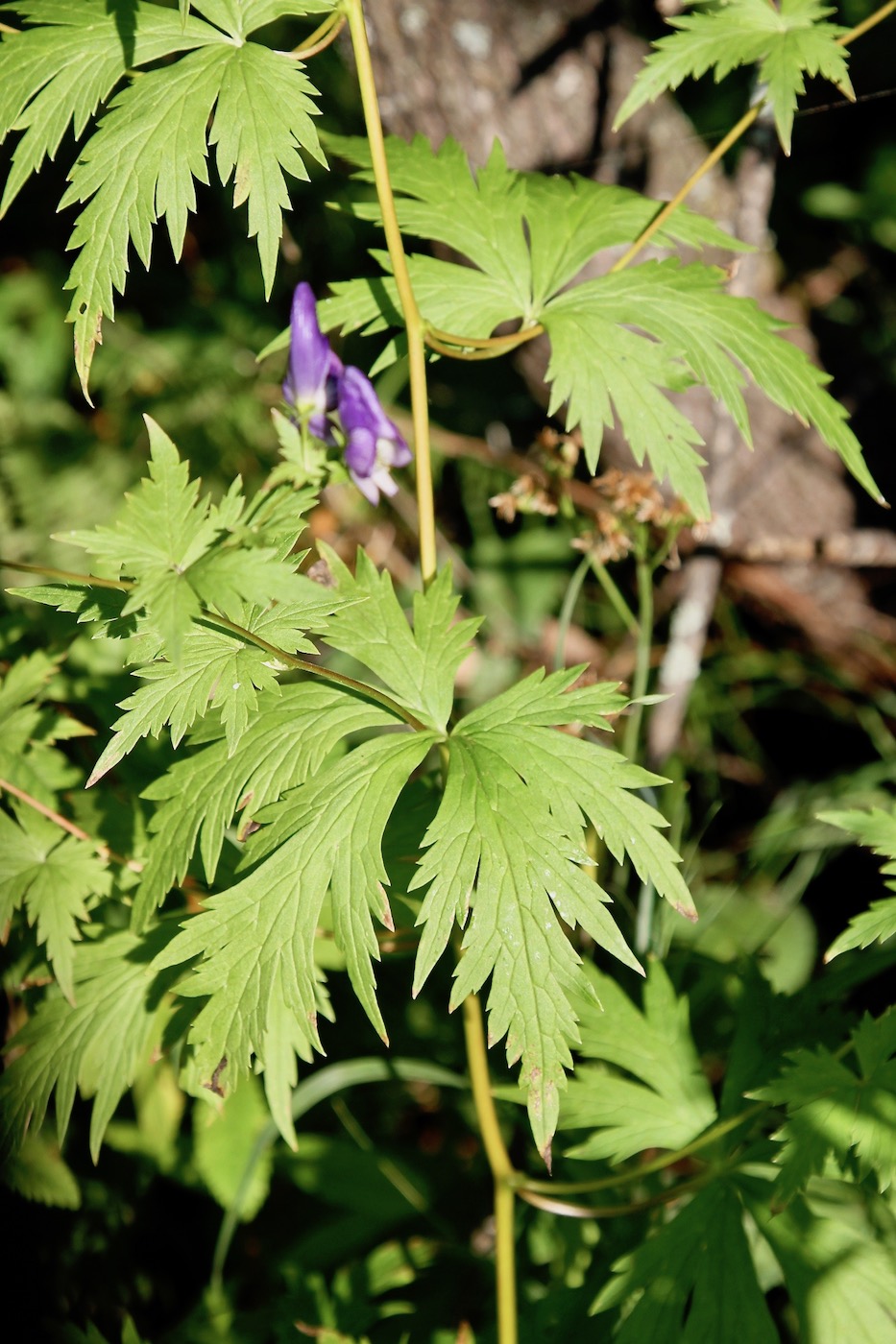 Изображение особи Aconitum raddeanum.