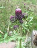 Cirsium uliginosum. Верхушка веточки с нераспустившимися соцветиями. Кабардино-Балкария, Эльбрусский р-н, окр. с. Бедык, ок. 1000 м н.у.м., берег ручья. 08.08.2018.