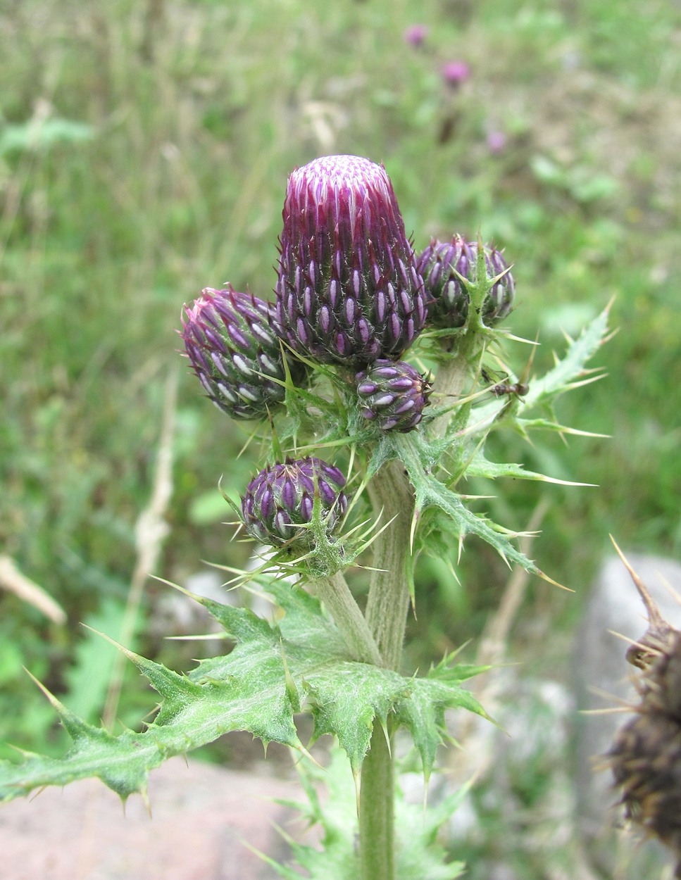 Image of Cirsium uliginosum specimen.