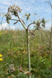 Angelica sylvestris