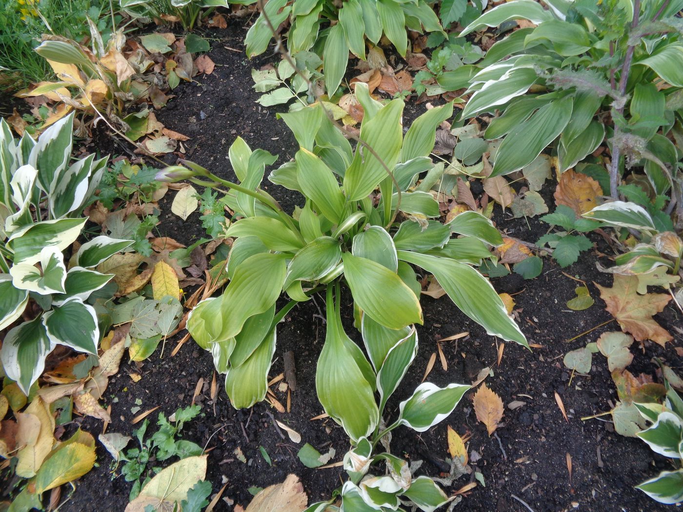 Изображение особи Hosta albomarginata.