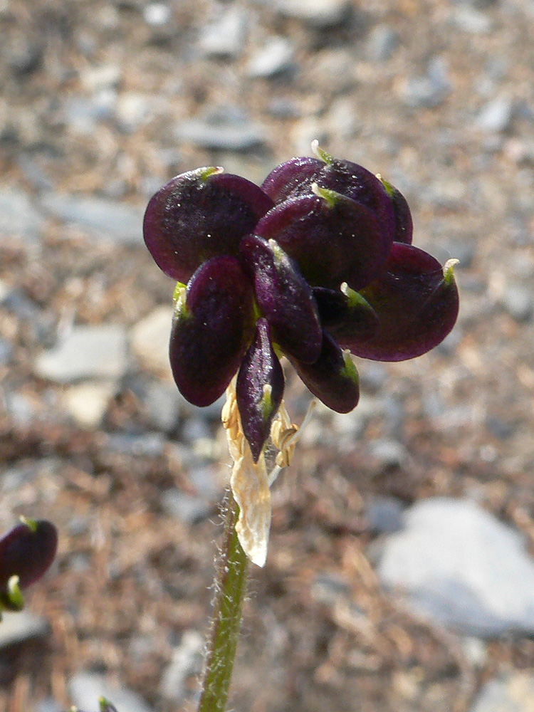 Image of Anemonastrum sibiricum specimen.