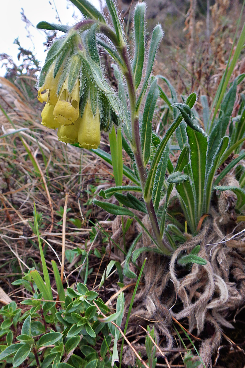 Изображение особи Onosma irritans.